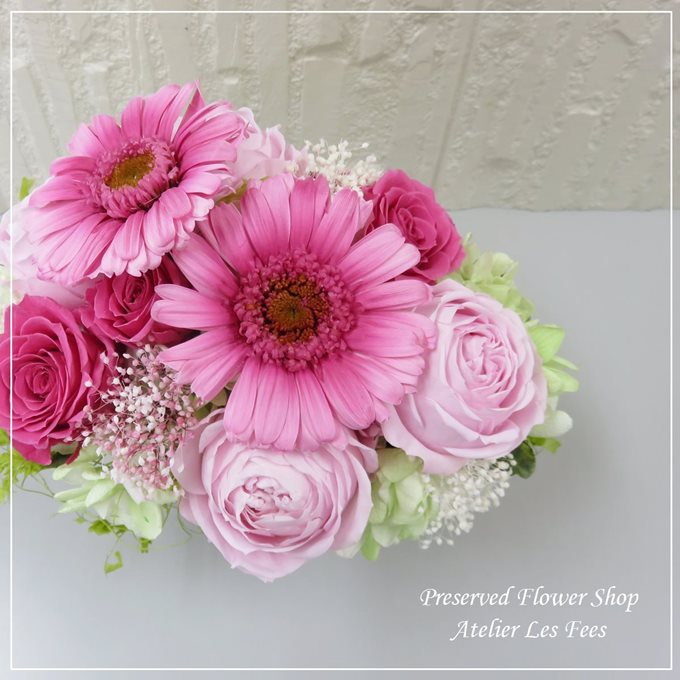 Gerbera Rose