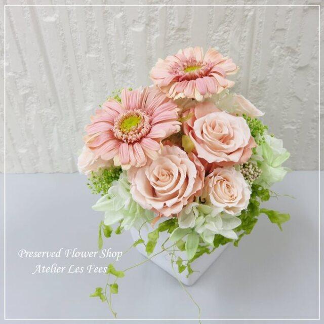 Gerbera Peche