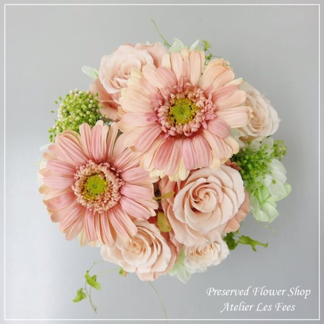 Gerbera Peche