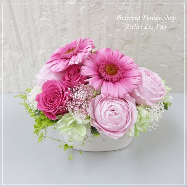 Gerbera Rose