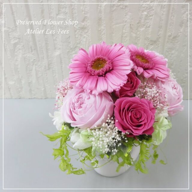 Gerbera Rose