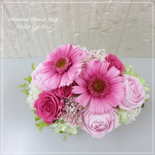 Gerbera Rose