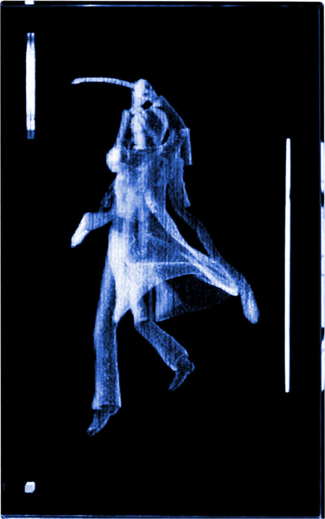 刀剣乱舞-ONLINE- へし切長谷部 プレミアムクリスタル（シリアル  