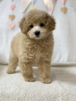 トイ・プードル アプリコット 男の子 2021年11月23日生まれ