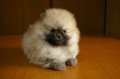 飼い主様決まったワン！
