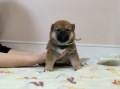 飼い主様決まったワン！
