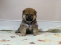 飼い主様決まったワン！