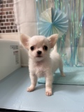 飼い主様決まったワン！