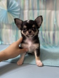 飼い主様決まったワン！