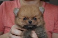 飼い主様決まったワン！