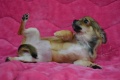 飼い主様決まったワン！