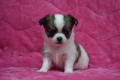 飼い主様決まったワン!