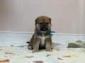 飼い主様決まったワン！