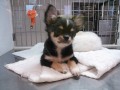 飼い主様決まったワン！