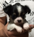 飼い主様決まったワン！