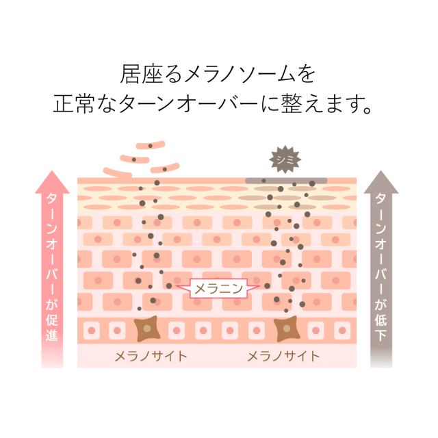 居座るメラノソームを 正常なターンオーバーに整えます。