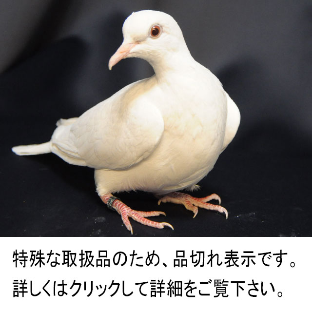 Z0810 手品用 鳩