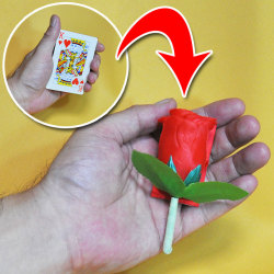 C5055 ロッキング カードトゥローズ