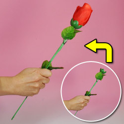 F5825 瞬間 出現薔薇