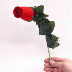 T5215 おじぎする薔薇