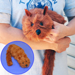 Z1111 アクションアニマル