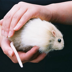 Z1121 アクションアニマル ハムスター？編