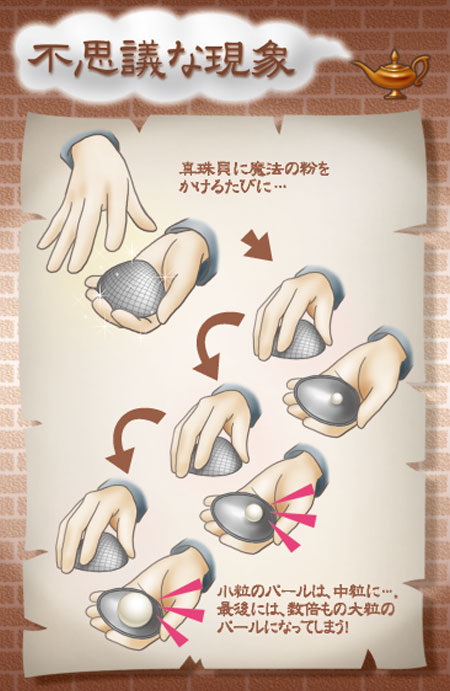 I5816 魔法の真珠貝