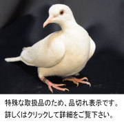 Z0810 手品用 鳩