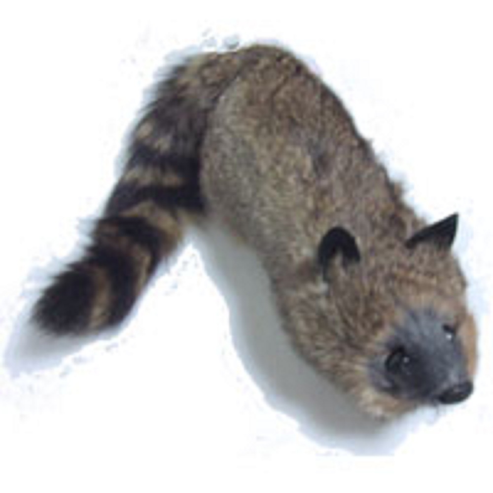 ロッキー・ラクーン （Rocky Raccoon）