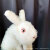 パペットラビット