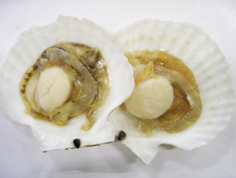 ノースイ）　ホタテ　片貝　ＩＱＦ　１０枚