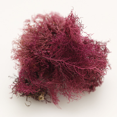 天草（赤草） 120g | 信州寒天製造・販売 株式会社マツキ