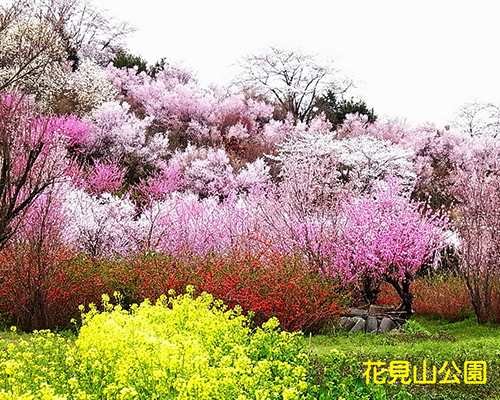 花見山