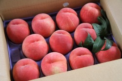 【あかつき】　３Ｋｇ箱（１１玉入り）