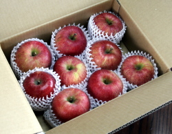 サンフジ３Kg９玉