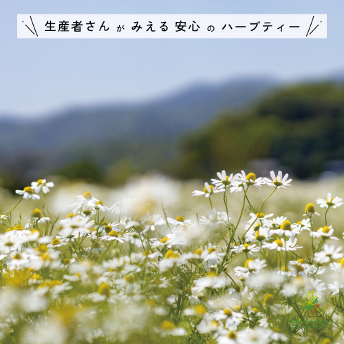 カモミール様　確認用 カモミールの花が咲く ｜ Things change