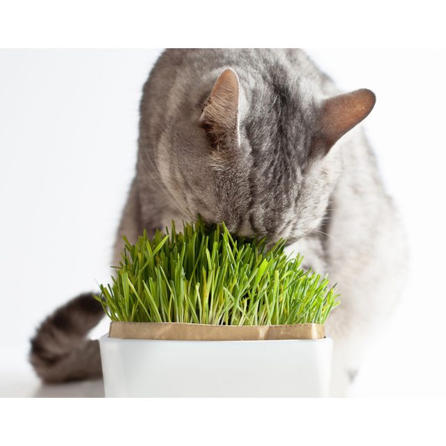 ★MARI★カラフルねこ(猫(焦げ茶×茶)×かご盛りシャインマスカット) ☆MARI☆カラフルねこ(猫(焦げ茶×茶)×かご盛りシャイン