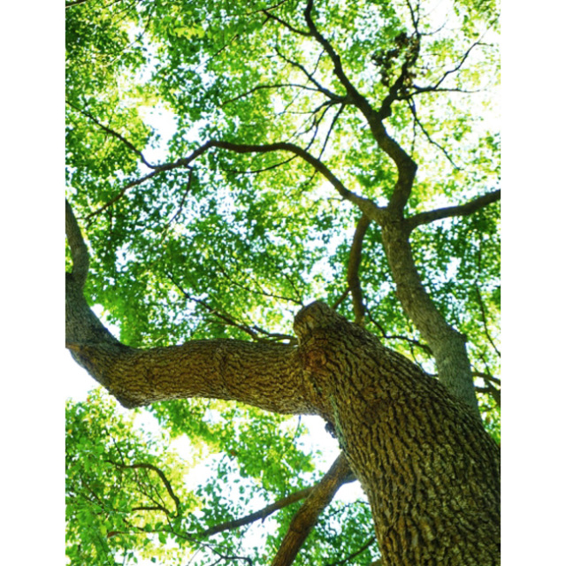 カンフル 楠・くすのき・クスノキ 天然の防虫剤 RESTFOLK レストフォーク