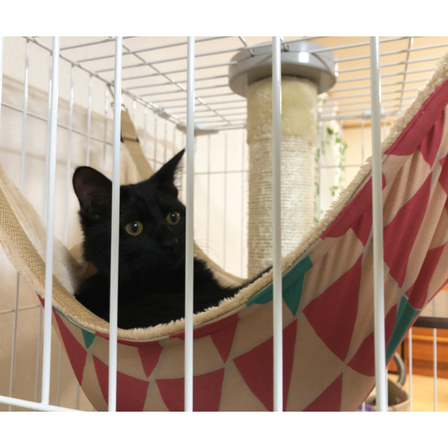 猫 キャットハンモック 温冷リバーシブル生地 東洋ケース ゲージ内での使用イメージ