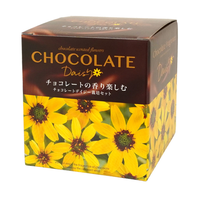 チョコレートデイジー栽培セット 聖新陶芸