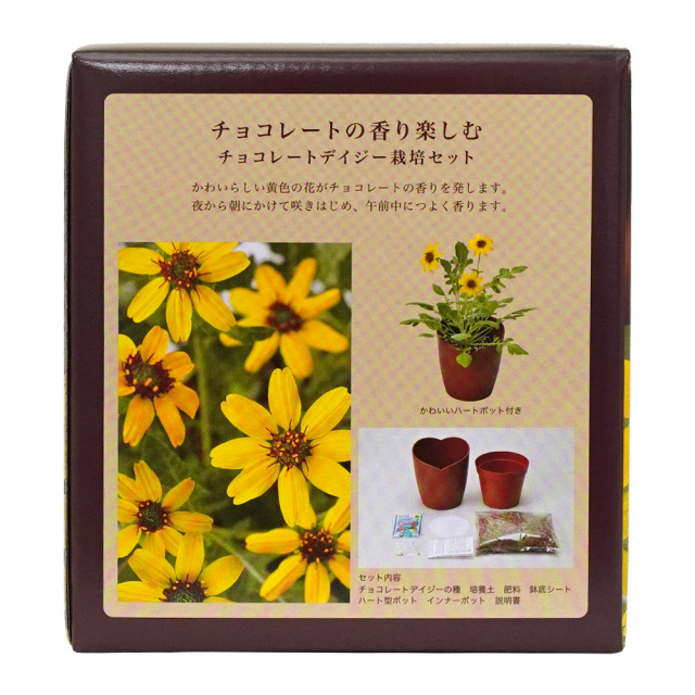 チョコレートデイジー栽培セット 聖新陶芸 セット内容
