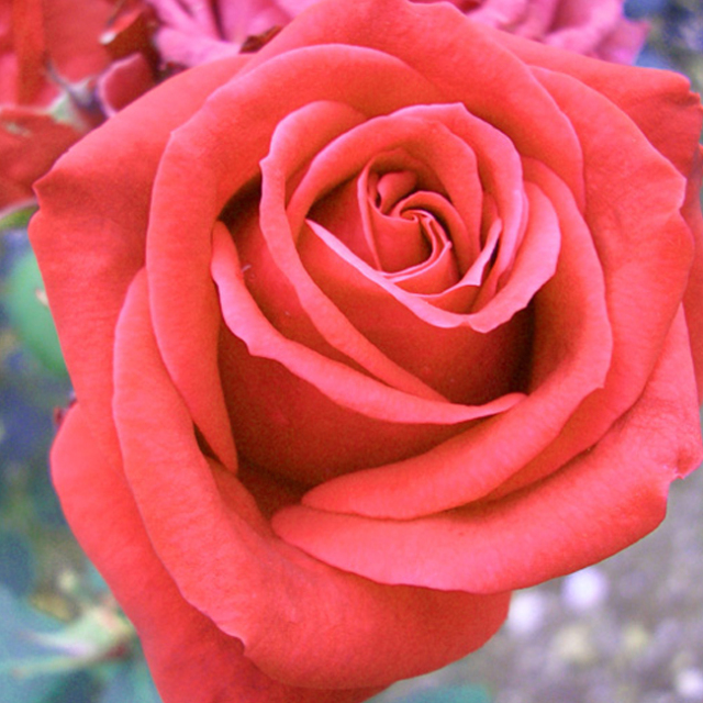 バラ苗 2年大株苗 スムースベルベット Ht種 大輪 4号鉢 バラ苗 2年大株苗 スムースベルベット Ht種 大輪 4号鉢