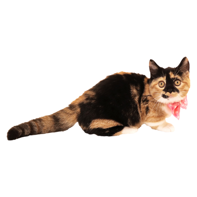 猫 首輪 ドットリボン にゃんカラー ミヌ ペッツルート ネコ着用
