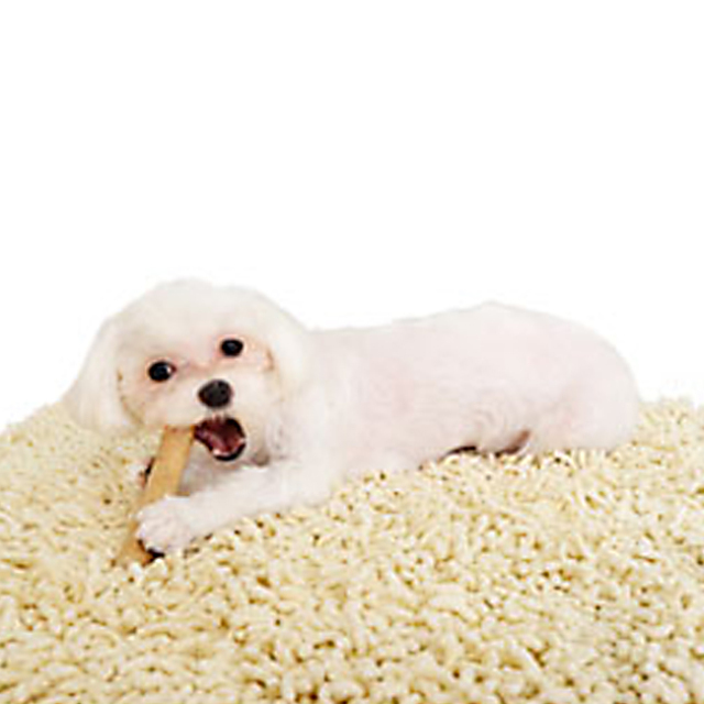 犬用おもちゃ かじり木 カフェチューウッド L 中・大型犬用 無着色 無香料 ペッツルート 使用イメージ