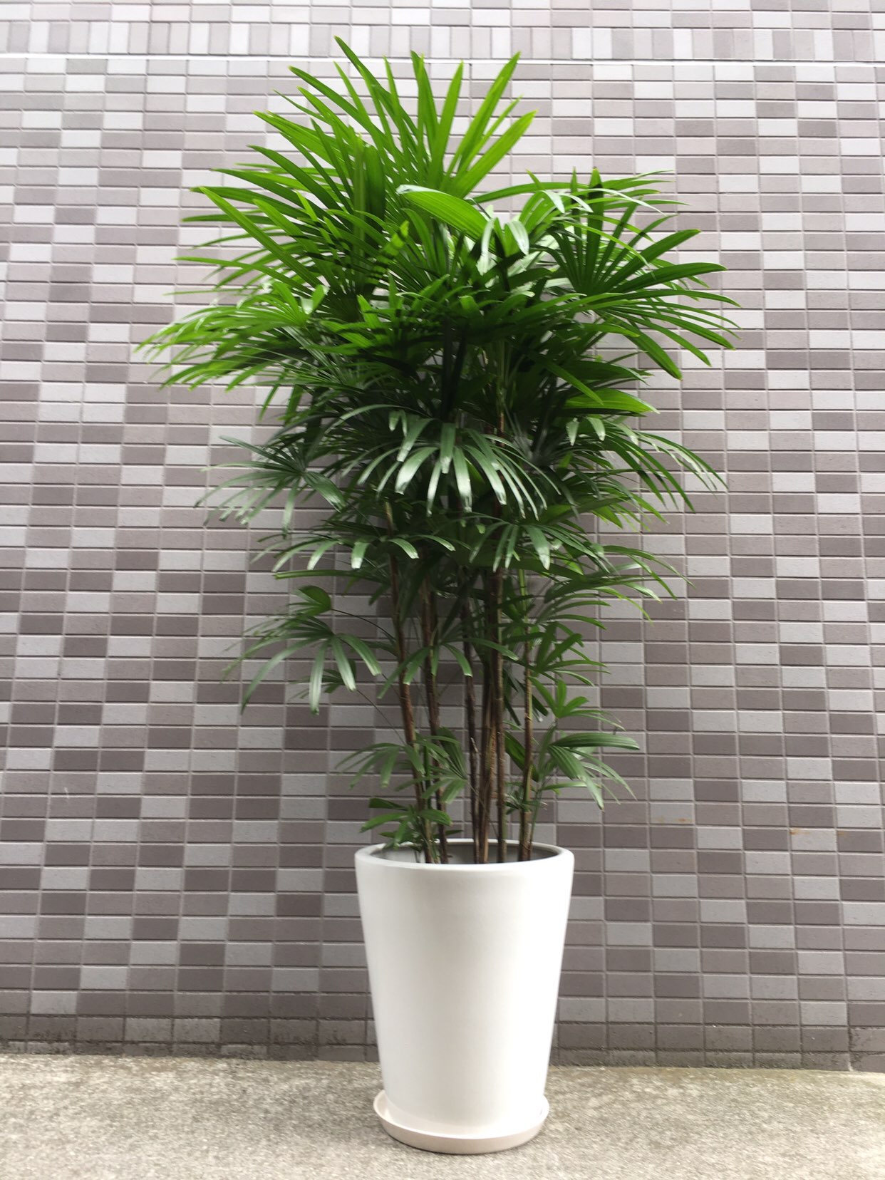 おまかせ観葉植物（白陶器鉢付き｜高さ約170cm×幅約60cm｜税別40,000円）