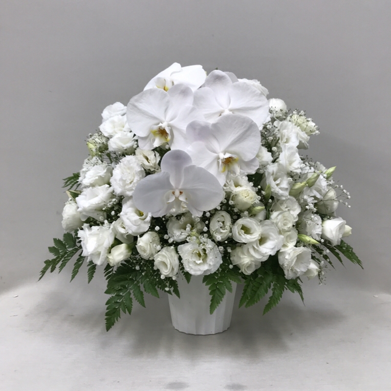 3320　【供花】胡蝶蘭とトルコキキョウのアレンジ（H50）　Ｃスタイル