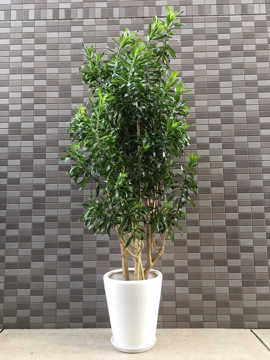 おまかせ観葉植物（白陶器鉢付き｜超高級モデル｜高さ約170cm×幅約60cm｜税別50,000円）