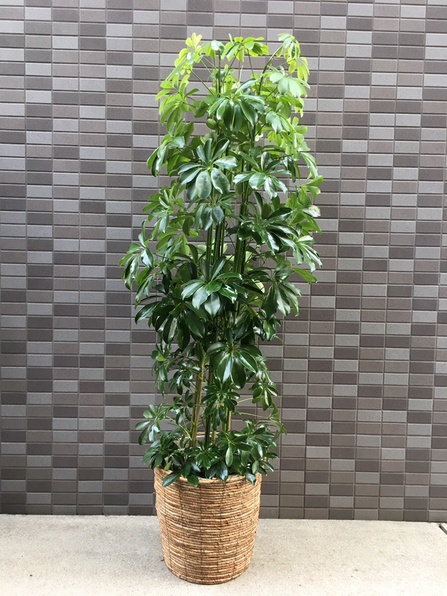 おまかせ観葉植物（高級カゴ付き｜高さ170cm×幅60cm｜税別25,000円）