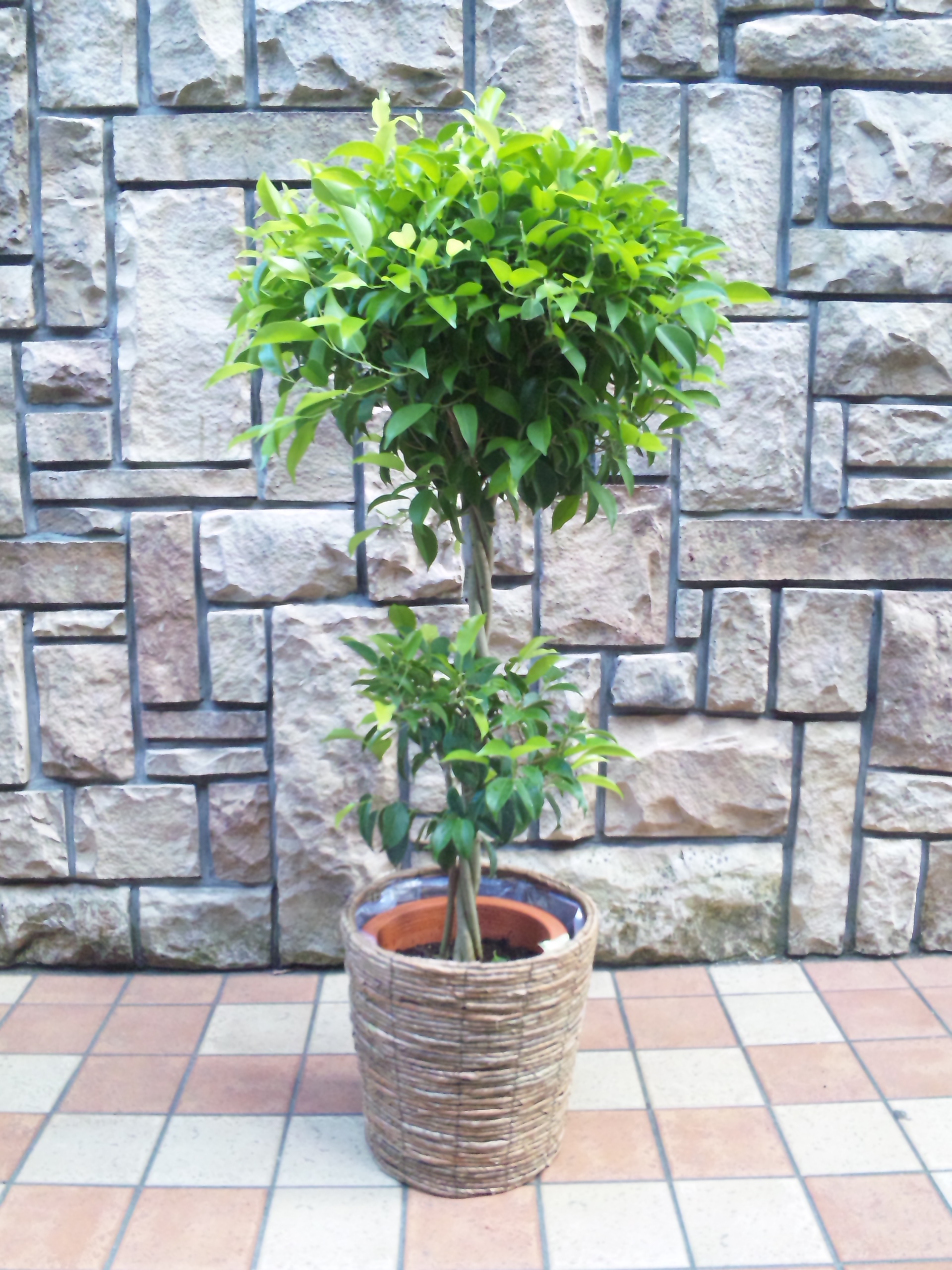 観葉植物　おまかせオーダー