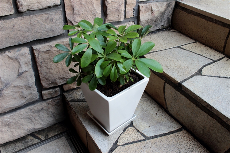 観葉植物　おまかせオーダー